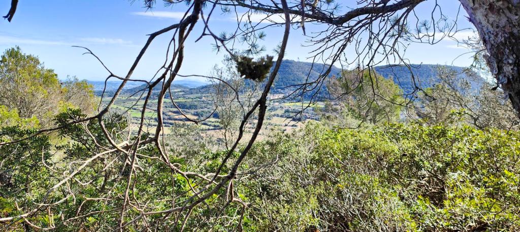 Vista panorámica del paisaje montañoso de Mallorca, enmarcada por ramas de pinos y arbustos verdes, mostrando colinas y campos a lo lejos.