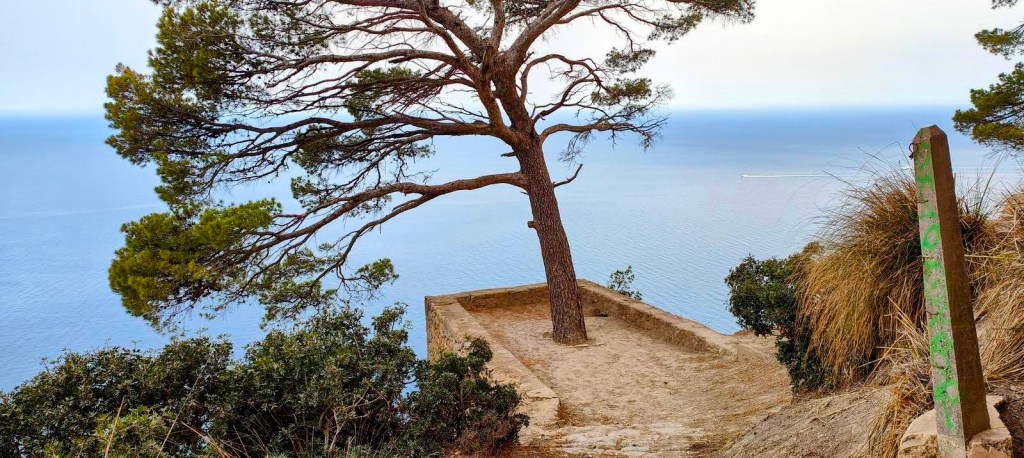 Miradores del Archiduque 2 - Caminando por Mallorca Vista panorámica desde el Mirador des Pi, con un pino solitario y el mar en el fondo.
