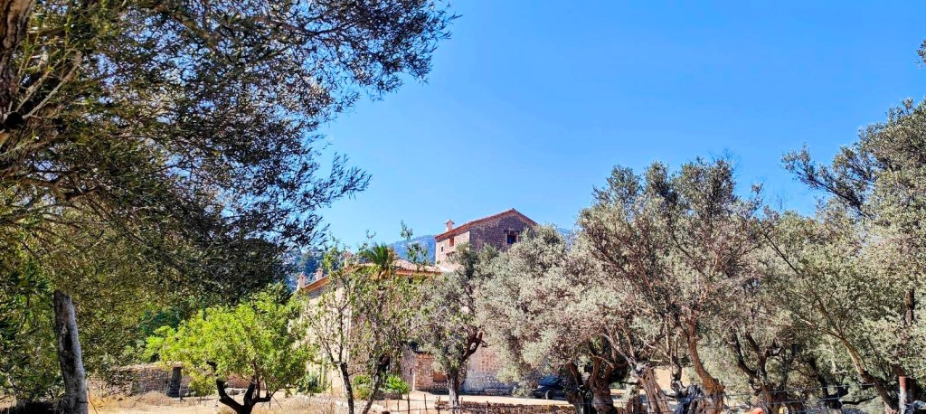Vista de Muleta Gran, casa histórica entre olivos en la ruta 'Vuelta por la Serra de Muleta desde Sóller'.