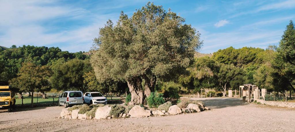 Aparcamiento de s'Alqueria Vella de Baix con un gran olivo y vehículos estacionados, rodeado de naturaleza en el Parque Natural de la Península de Llevant.