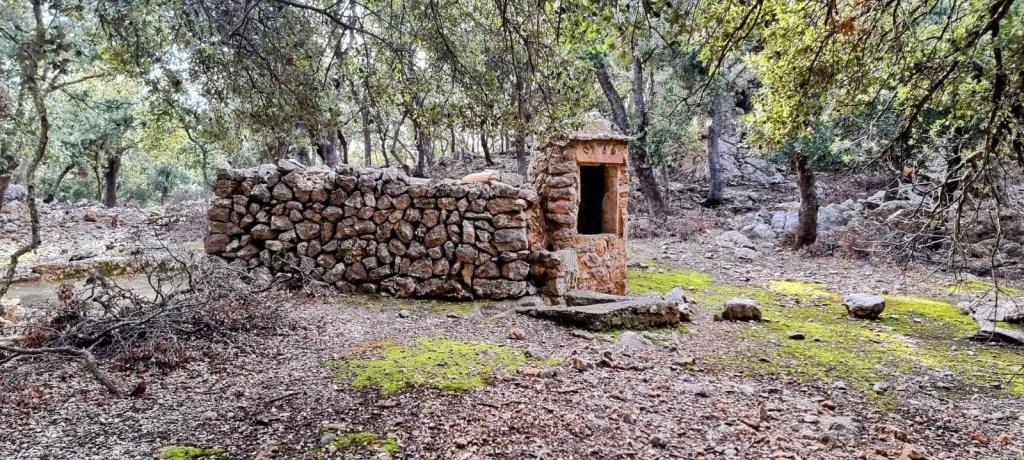 Puig de la Galera-Pas de Can Boqueta - Caminando por Mallorca Ruins of a stone structure partially covered by moss, surrounded by trees in a forested area.
