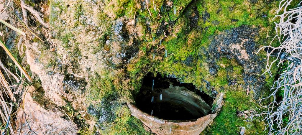 Primer plano de un pou de neu con agua, rodeado de musgo y raíces, en un entorno natural en la Serra de Tramuntana.