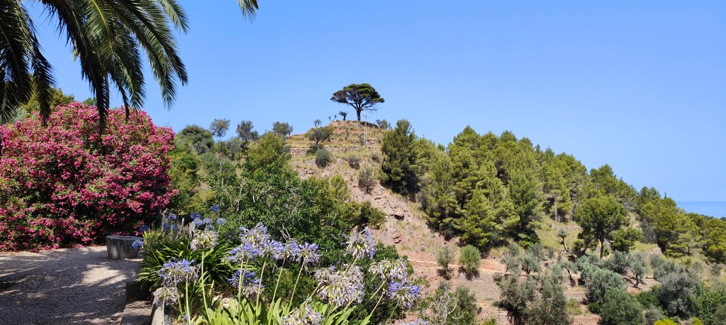 Vista panorámica de un paisaje con palmeras, arbustos de flores rosadas, y un pino en una colina, en un día soleado.
