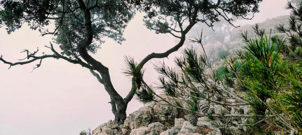 Árbol solitario en un paisaje rocayoso, rodeado de vegetación espinosa, con un fondo brumoso.