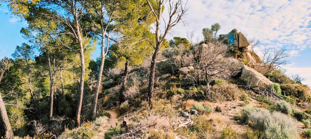 Vista del sendero rodeado de pinos y vegetación en la ruta hacia Puig Gros y Castellot de na Marió, con rocas visibles en el fondo.