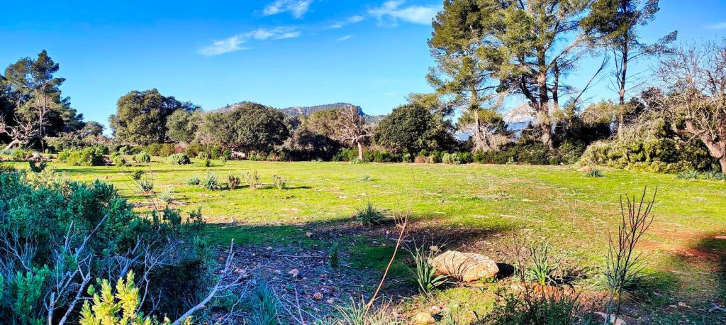 Vista panorámica de un claro en el bosque con vegetación variada y árboles en el paisaje montañoso de fondo.