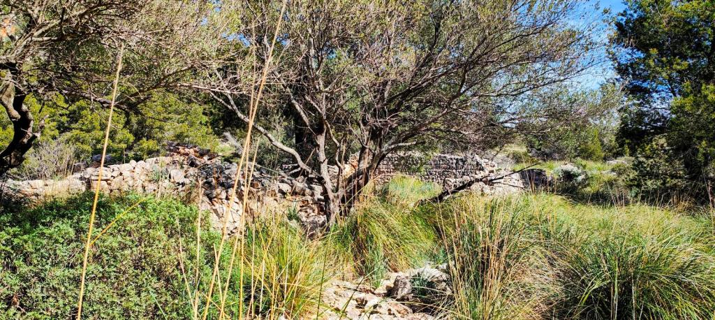 Ruinas de las Casas de Sa Plana - Caminando por Mallorca
