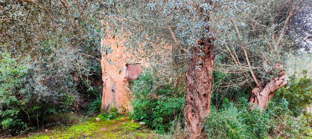Camí de s’Arxiduc desde Valldemossa - Caminando por Mallorca