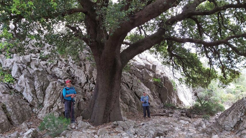 Puig Tomir, subida y circunvalación-Caminando por Mallorca Dos excursionistas admirando un gran árbol junto a una roca en un sendero montañoso.