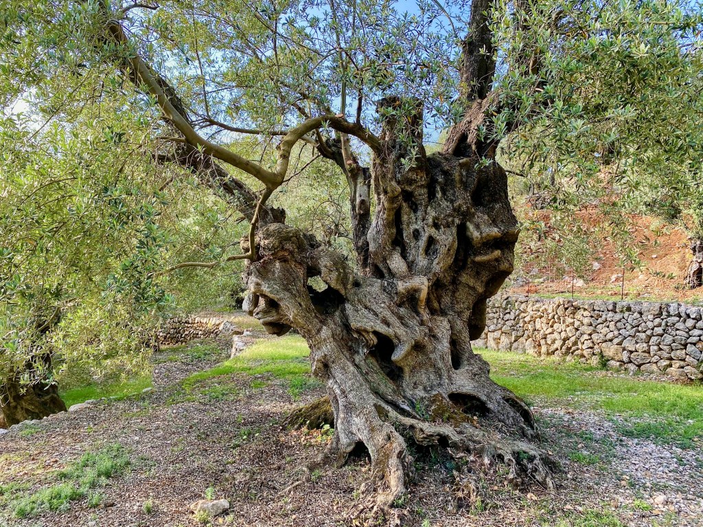 Olivo de Can Det, un árbol milenario en un entorno natural con muros de piedra al fondo.