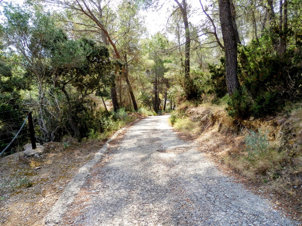 Cami de Son Verí ,sendero de tierra en un bosque de pinos, discurriendo entre vegetación espesa y arbustos.