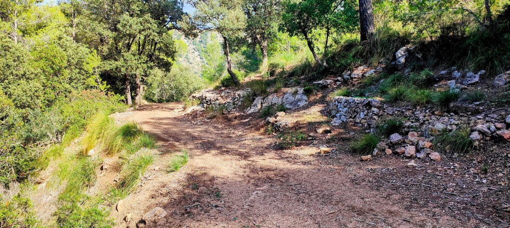 Sendero de tierra rodeado de vegetación, con piedras a los lados y luz natural filtrándose entre los árboles.
