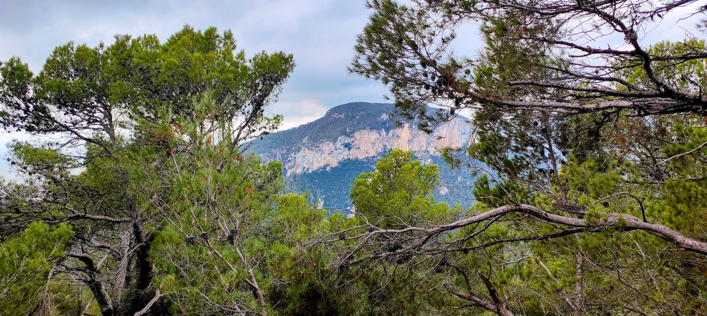 Puig de s’Alcadena visto desde el Puig de Sa Creu entre árboles en la ruta desde Mancor de la Vall.