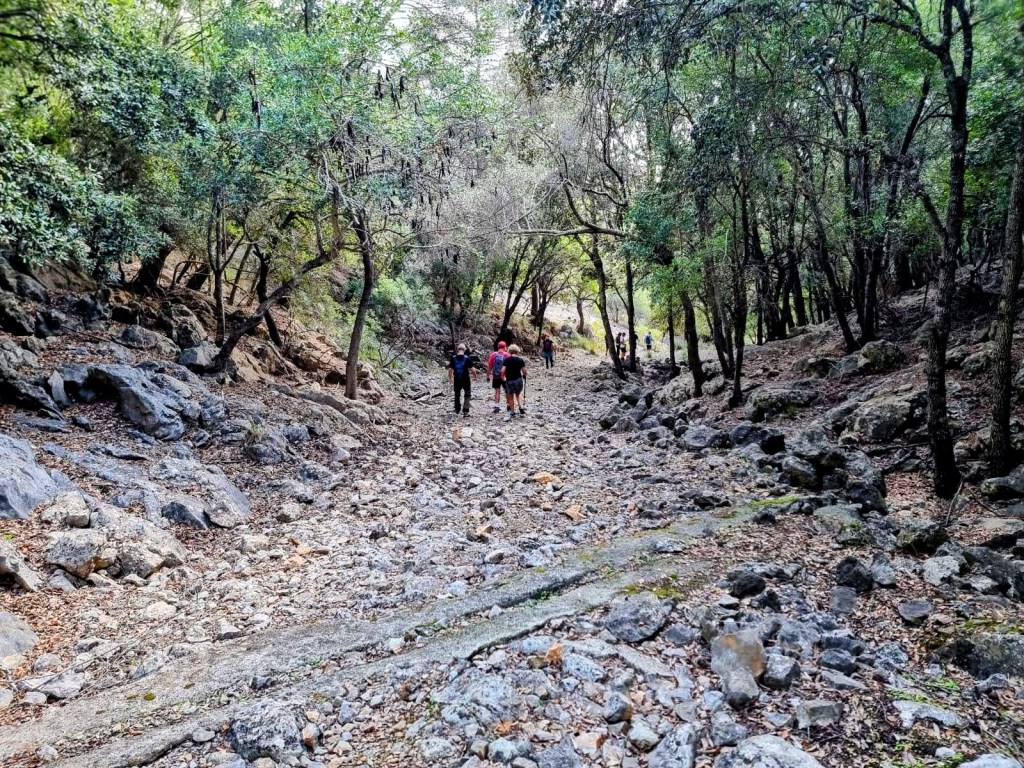 Grupo de personas caminando por un sendero de piedra en una zona boscosa, rodeados de árboles y vegetación.