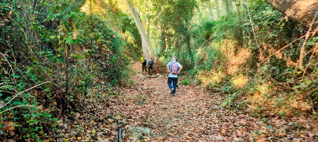 Sendero en un bosque con hojas caídas, donde tres personas caminan por un camino de tierra rodeado de vegetación densa.