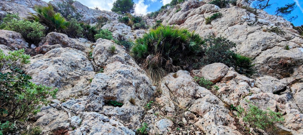 Vista de un sendero de piedras y vegetación en un terreno montañoso, con una ladera rocosa y plantas alrededor.