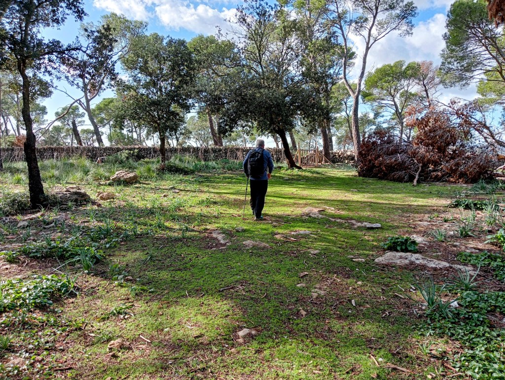 Un senderista camina por un sendero natural rodeado de vegetación en la cima del Penyal Gros, con árboles y un entorno verde.