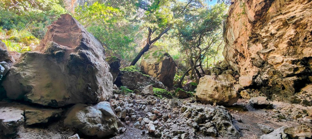 Vista del interior de la Cueva de sa Cuina, mostrando grandes rocas y vegetación densa en un entorno natural.