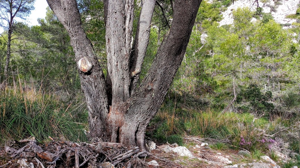 Un viejo árbol en un entorno natural, con un tronco grueso y varias ramas que se extienden hacia el cielo. El fondo muestra vegetación variada y terreno rocoso.
