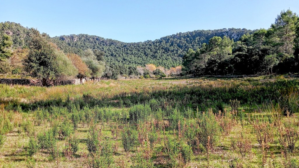 Vista de un prado con vegetación y montañas al fondo, representando un ambiente natural tranquilo y arbolado.