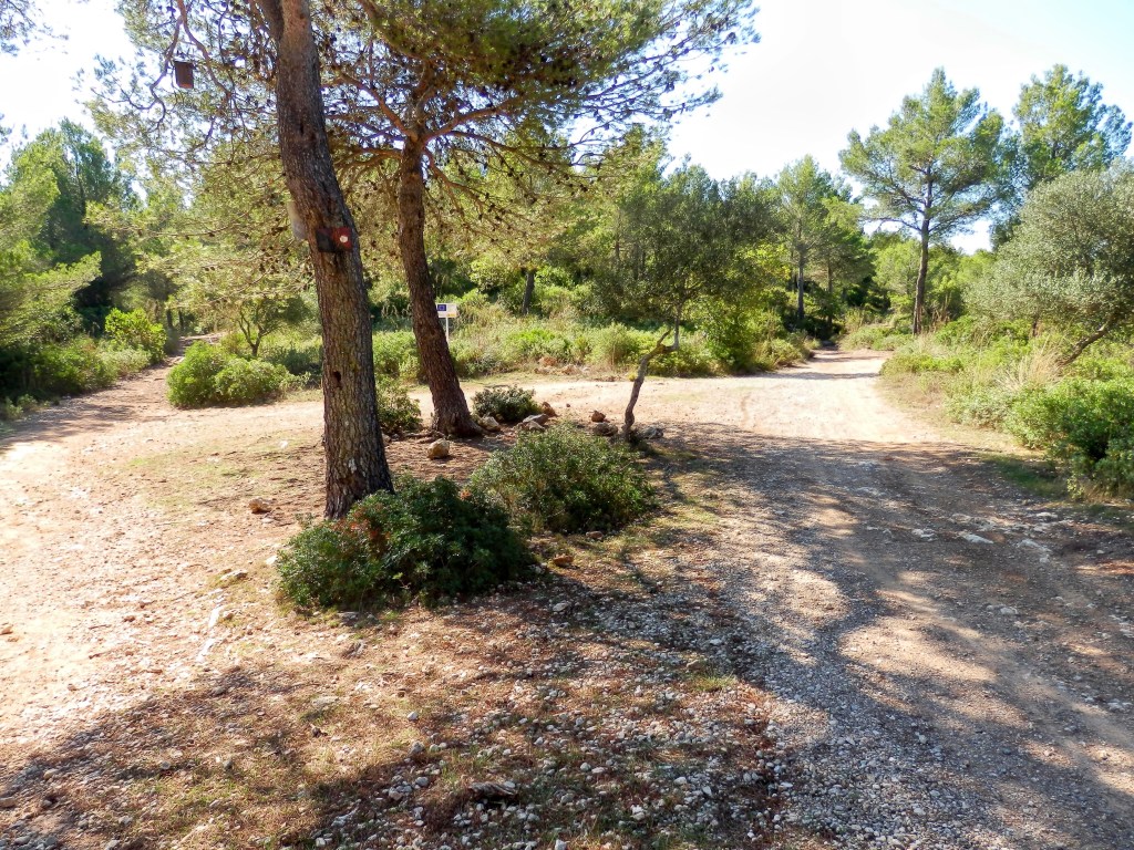 Sendero bifurcado en un bosque de pinos con caminos de tierra, rodeado de vegetación mediterránea.