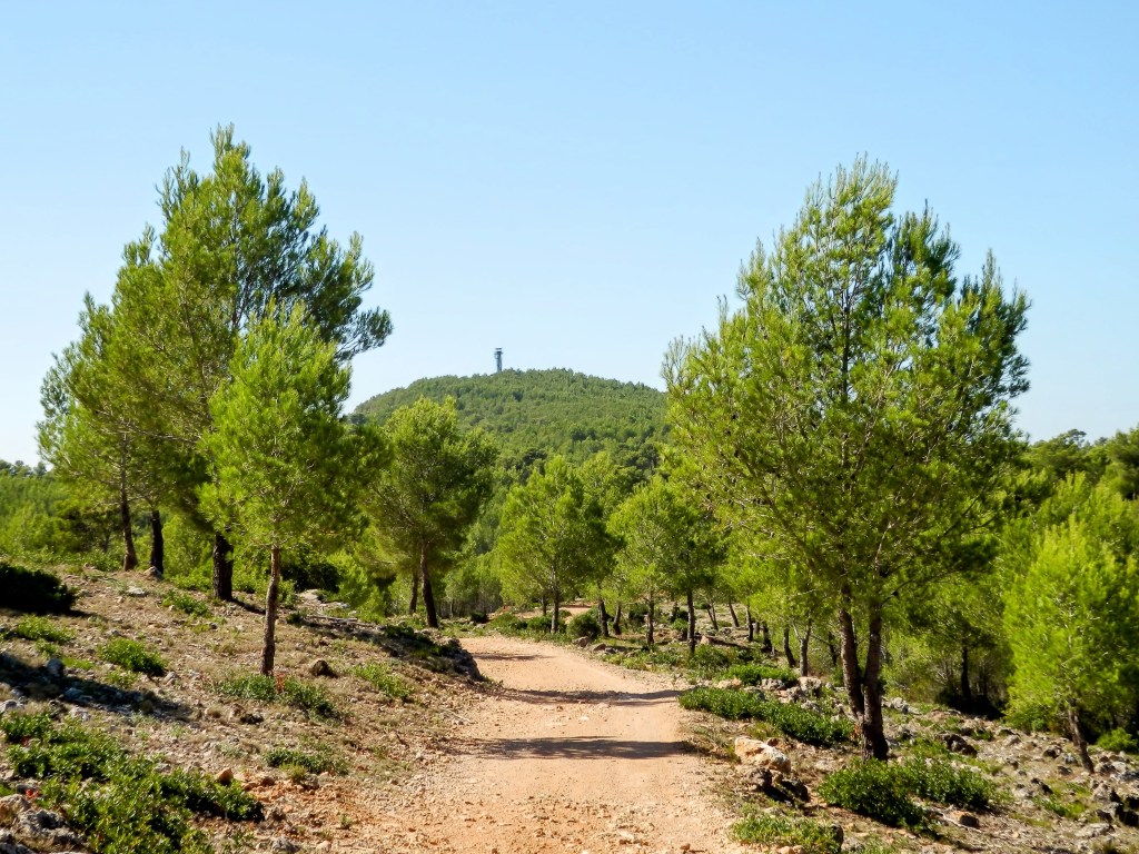 Camino de tierra rodeado de pinos que lleva hacia un monte con una Torre de vigilancia contra incendios visible en la cima.