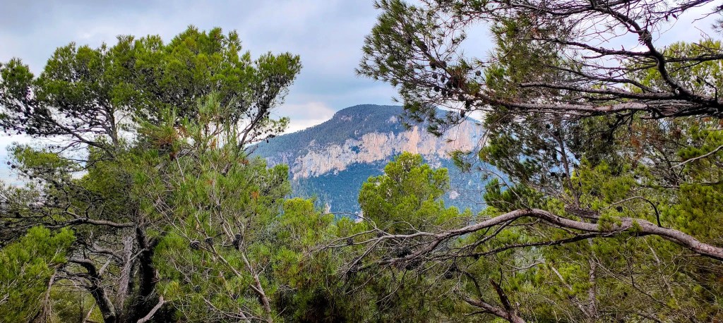 Puig de s’Alcadena visto desde el Puig de Sa Creu entre árboles de pino, mostrando la montaña parcialmente cubierta por la vegetación.