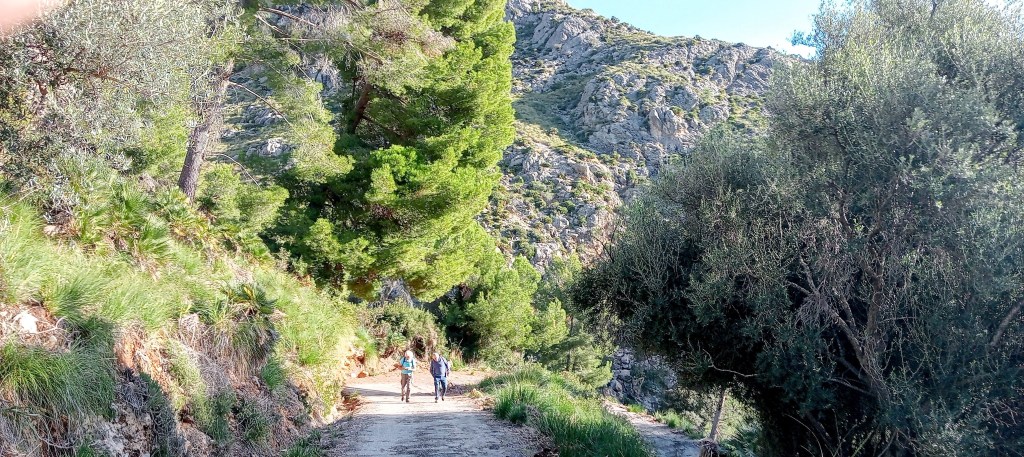 Senderistas caminando por un camino de tierra rodeado de vegetación y montañas en la ruta 'Torre d’Ariant desde Pollença'.