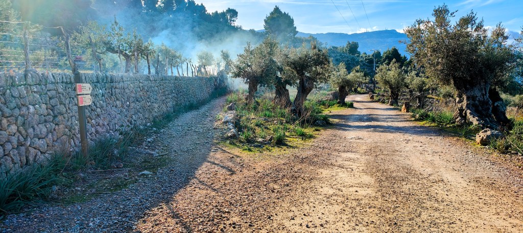 Camino rural rodeado de olivos y muro de piedra, con niebla en el aire y señalización de dirección.