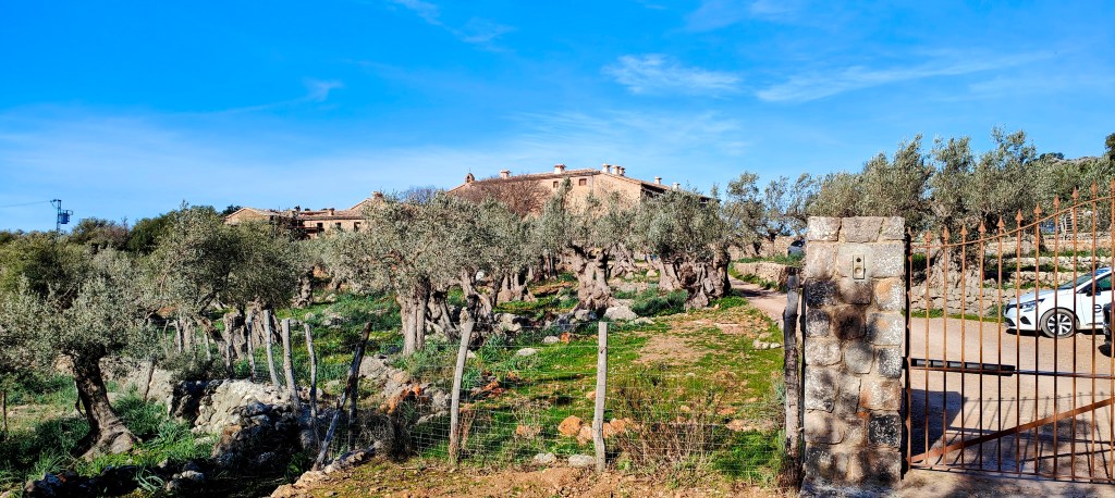 Vista de un campo con olivos y una casa de campo, bajo un cielo despejado.