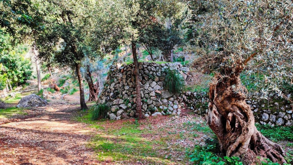Vista de un sendero en un bosque con árboles, incluyendo un viejo horno de cal.