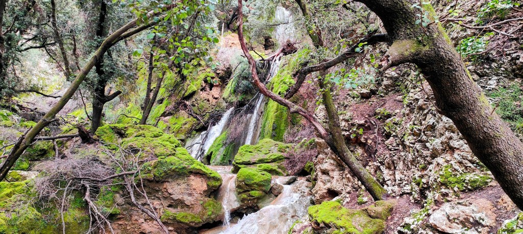 Un paisaje natural con un arroyo que fluye entre rocas cubiertas de musgo y árboles verdes en un entorno boscoso.