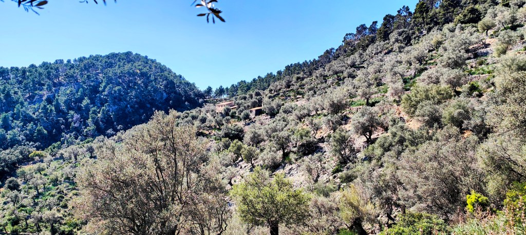 Paisaje montañoso cubierto de árboles de olivo bajo un cielo despejado.